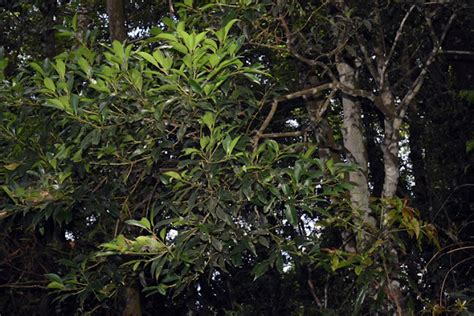 四川灰木|福星花園: 四川灰木